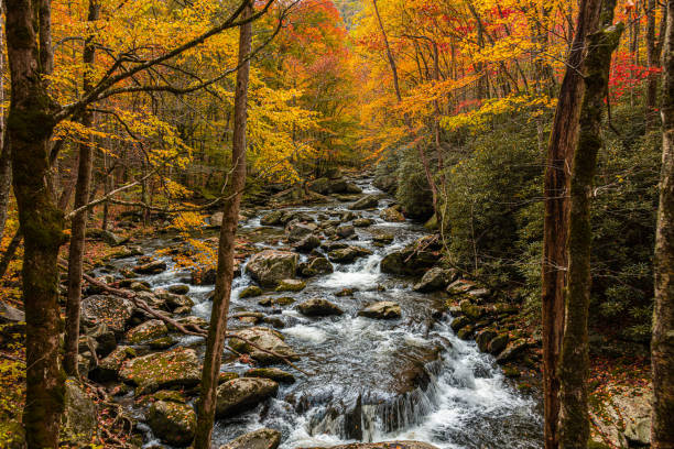 istock Flowing Stream in Autumn 1354113194