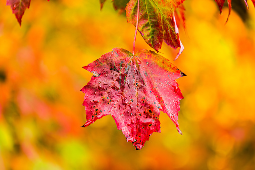 Red Maple Leaf.