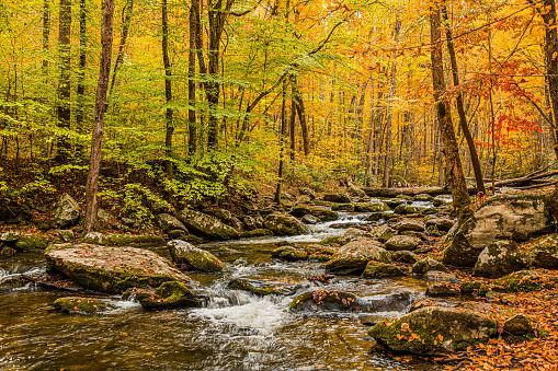 Roaring Stream in the Tremont Area in Autumn in the Great Smoky Mountains National Park, Tennessee.