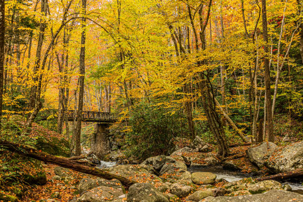 puente en el área de tremont en otoño - great smoky mountains great smoky mountains national park leaf autumn fotografías e imágenes de stock