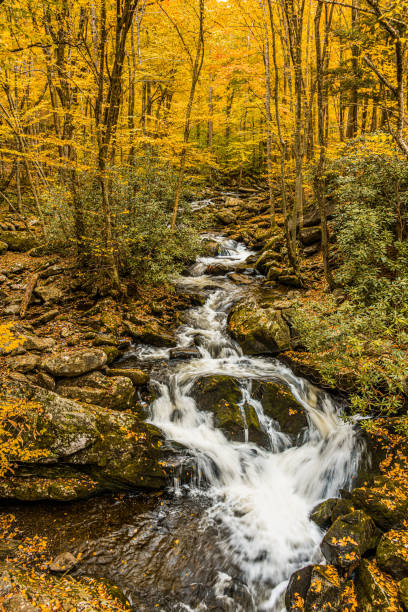 istock Roaring Stream in the Tremont Area in Autumn 1354113300