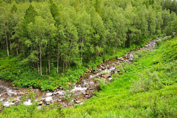istock A small mountain river carries its rough waters through the summer coniferous forest. 1354119323