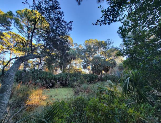 istock Swamp scene on an island in a beach forest 1354121819