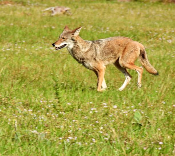 istock Coyote (Canis latrans) running in an open field 1354121903