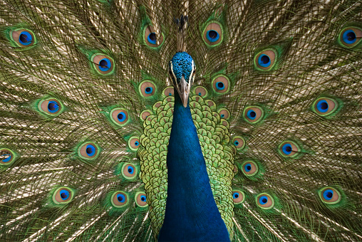 A peacock spreading its tail in Kuala Lumpur Bird Park, Malaysia