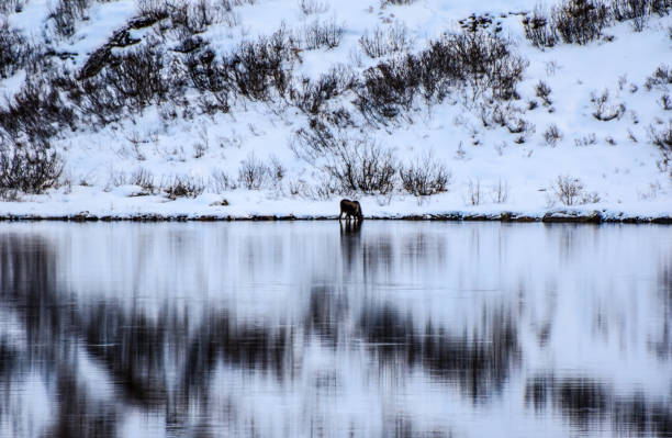 istock Moose grazing in a pond with snow covering the ground 1354123047