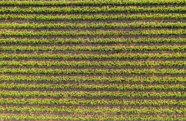 istock cornfield in the afternoon, young maize planted in rows. 1354124226
