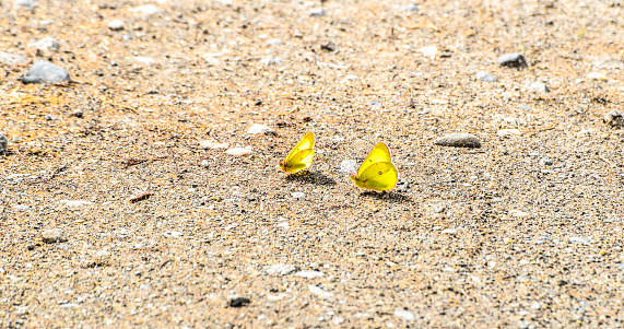 Two butterflies flutter about without a care in the world on the sandy surface.