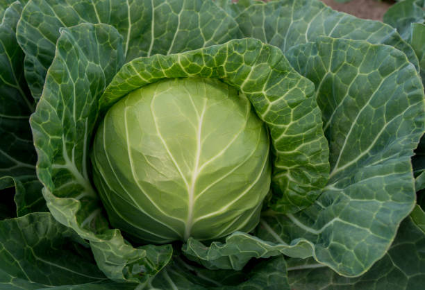 istock head of young green cabbage close-up. 1354125102
