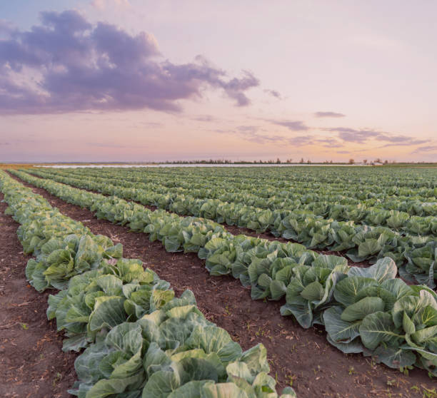istock young cabbage grows in the farmer field 1354125207