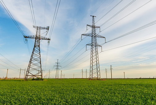 power lines in the spring in a green wheat field.