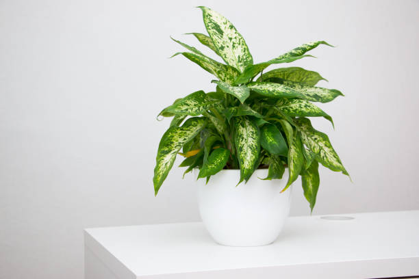 istock Dieffenbachia tropical plant on a white table. Home floriculture concept. 1354125366