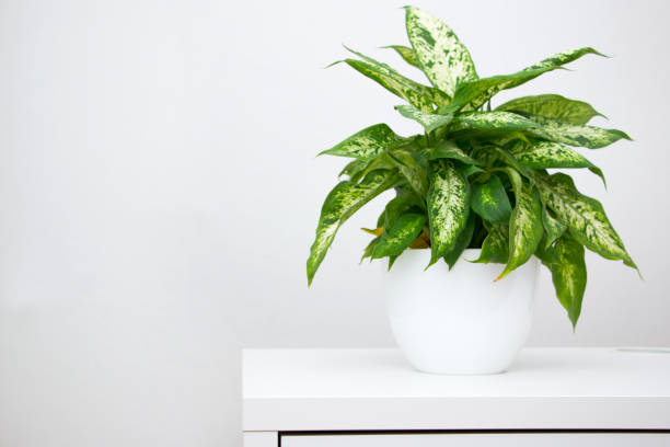 istock Dieffenbachia tropical plant on a white table. Home floriculture concept. 1354125396