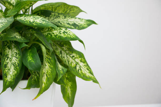 istock Dieffenbachia tropical plant on a white table. Home floriculture concept. 1354125424