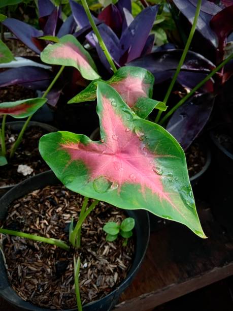 istock beautiful patterns and motifs on caladium leaves 1354127409
