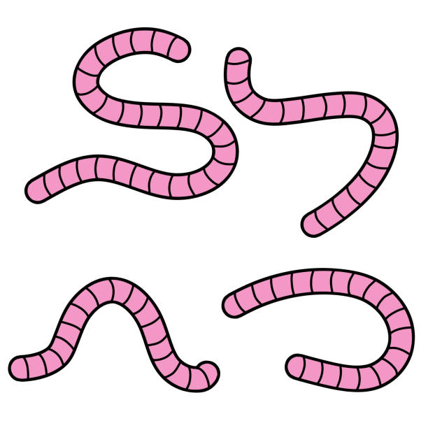 ilustraciones, imágenes clip art, dibujos animados e iconos de stock de lombriz de tierra. juego de gusanos pink insect. - fishing worm