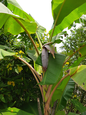 Banana Musa Acuminata tropical plant and Male bud of Musa acuminata