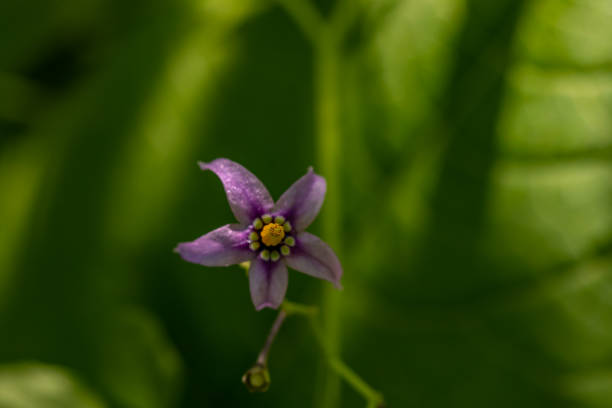 istock Solanum dulcamara flower growing in field 1354135785