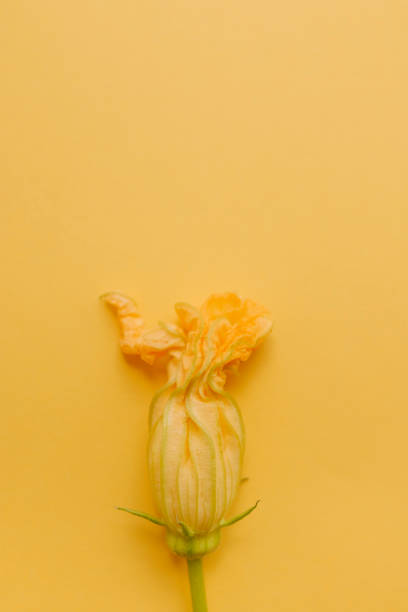 istock Zucchini flower lies on a yellow background 1354138428