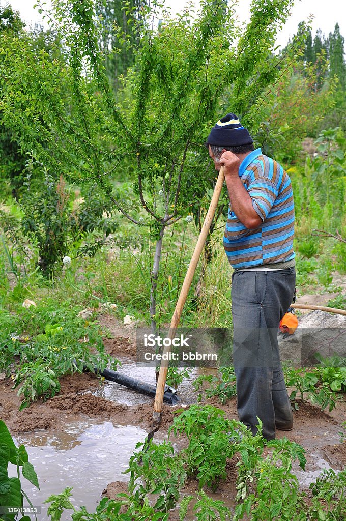 giardiniere - Foto stock royalty-free di Adulto