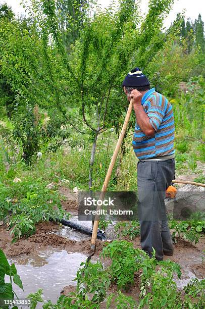 Giardiniere - Fotografie stock e altre immagini di Adulto - Adulto, Albero, Ambientazione esterna