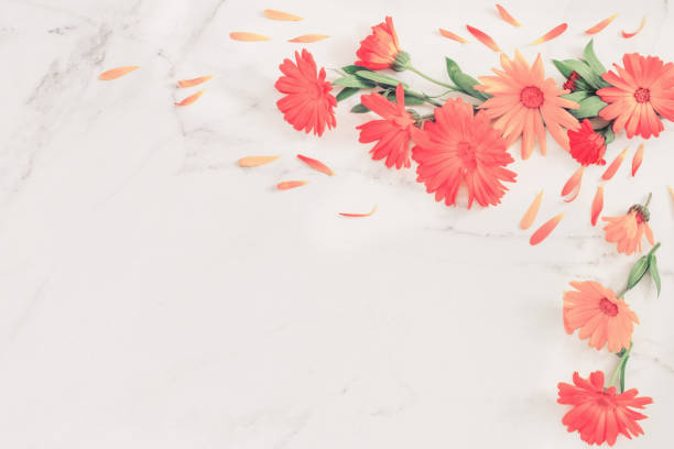 istock orange marigold flowers on white marble background 1354139634