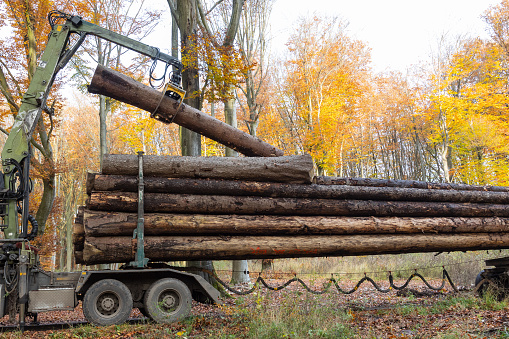 In a forest in fall a truck crane moves logs onto the truck
