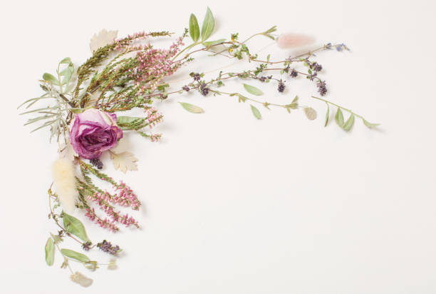 istock dried flowers on white background 1354139640