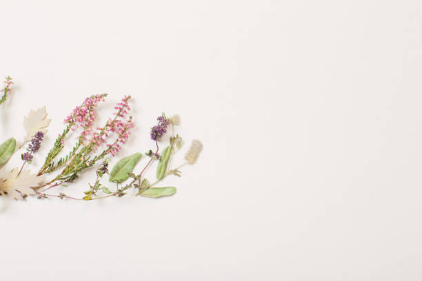 istock dried flowers on white background 1354139641