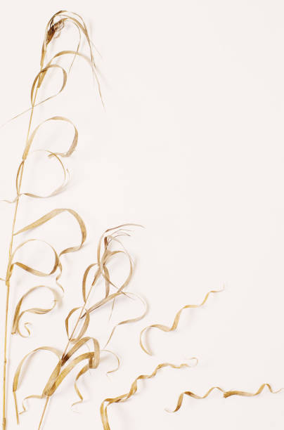 istock dried wild plants on white background 1354139644