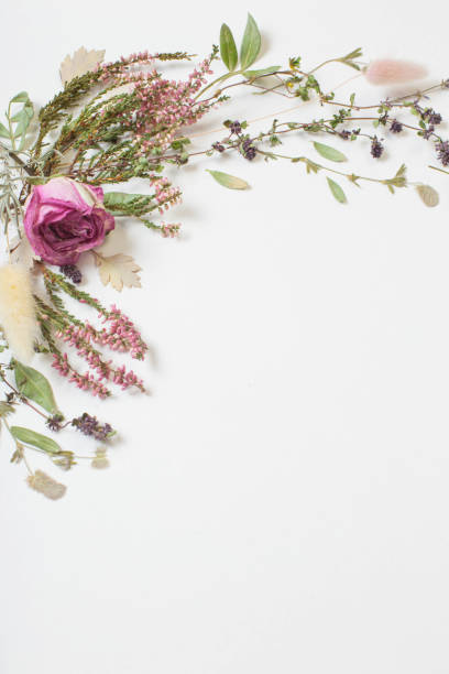 istock dried flowers on white background 1354139658