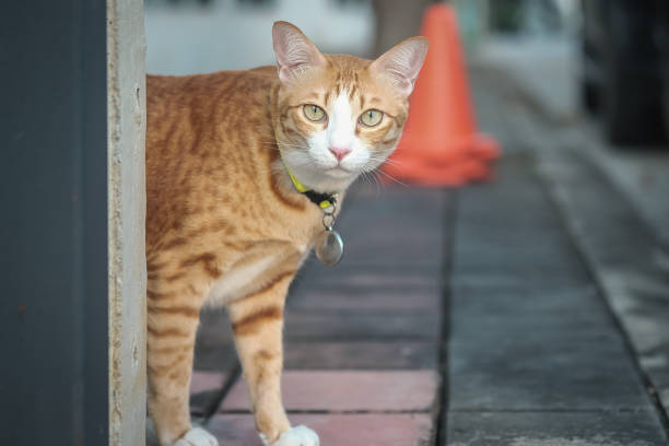 istock The orange Thai cat is paying attention to the things around him. 1354140233