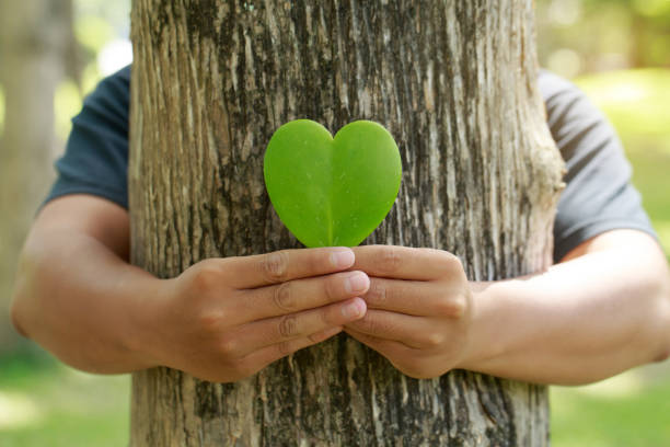 Man hugging tree bark and holding heart-shaped leaves CSR ,ESG, Eco green sustainable living, environmental, social and corporate governance. earth day, world environment day, responsible consumption, Man hugging tree bark and holding heart-shaped leaves CSR ,ESG, Eco green sustainable living, environmental, social and corporate governance. earth day, world environment day, responsible consumption, world environment day stock pictures, royalty-free photos & images