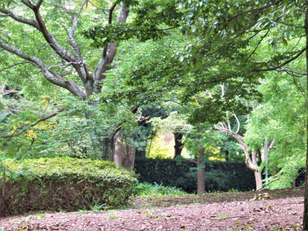 istock Japan. September. In the Park. Impression. 1354142409