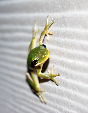 green tree frog close up