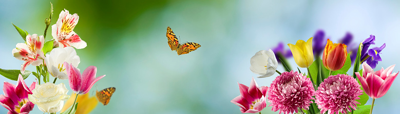 Image of beautiful flowers and butterfly in the garden on blure background closeup