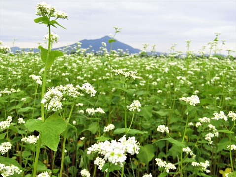 Buckwheat fields under Mount Tsukuba.