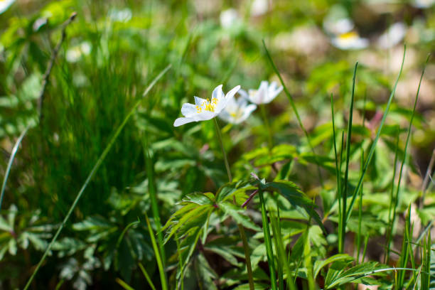 istock Spring forest landscape with fresh windflowers outdoors 1354148443
