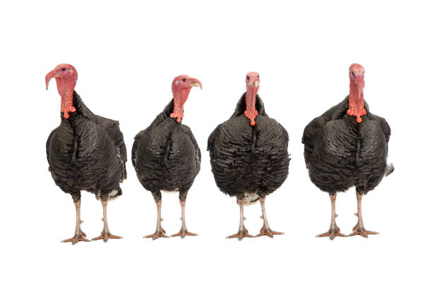 istock Turkeys isolated on white background 1354149153