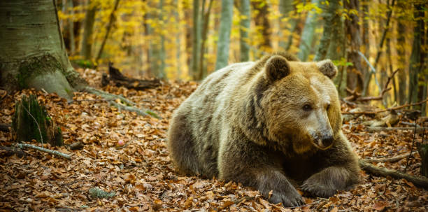 istock A large brown bear lies in the autumn forest. 1354151184