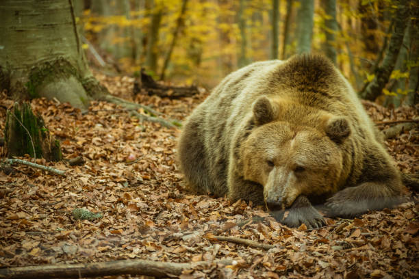 A large brown bear lies in the autumn forest. A large brown bear lies in the autumn forest drop bear stock pictures, royalty-free photos & images