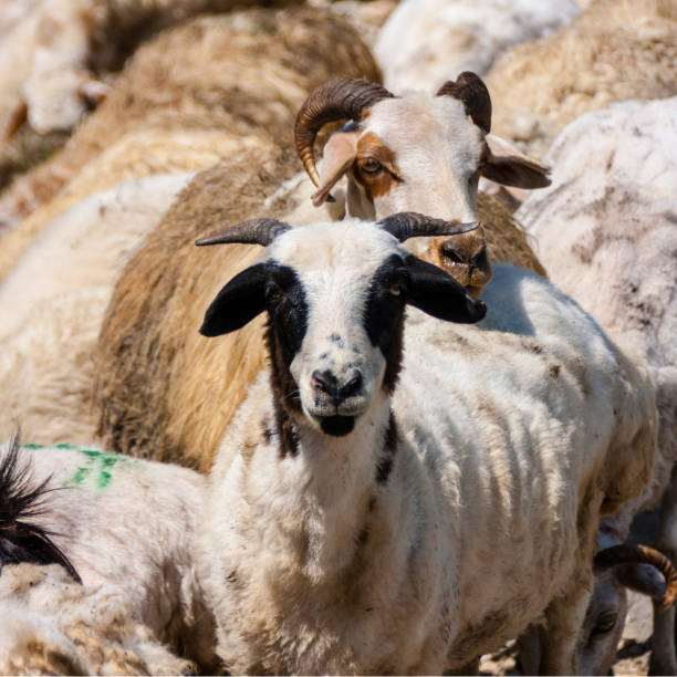 Kajetia Ilustraciones Banco de fotos e imágenes de stock iStock