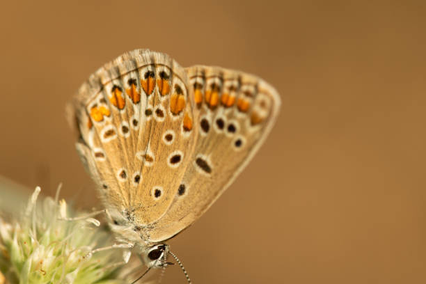 istock Orange butterfly on pink flower - summer background 1354153504