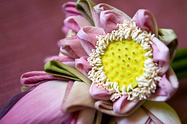 Lotus flower stock photo