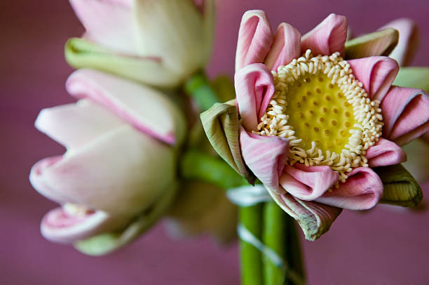 Lotus Flower stock photo