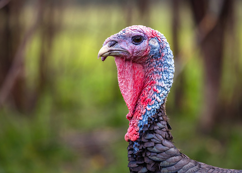 Turkey's head with a red and blue neck close-up. Side view.
