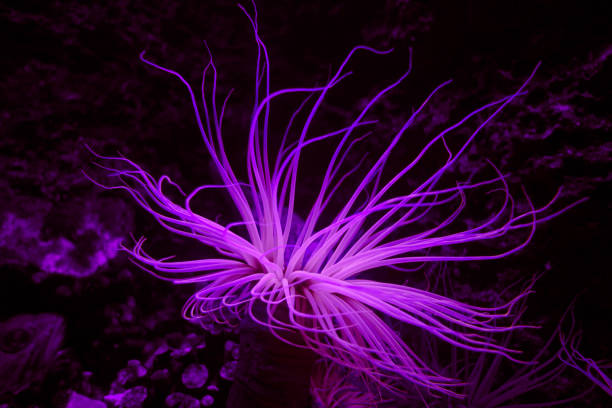 istock Sea anemone on a coral reef 1354155463