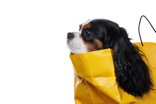 Dog portrait of Cavalier King Charles spaniel in an open yellow paper bag isolated on a white background