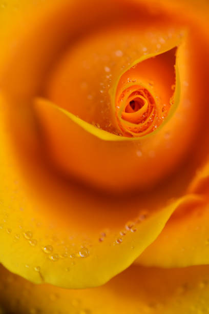 Summer flower, no people