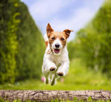 Divertido y juguetón perro mascota feliz corriendo en la hierba photo
